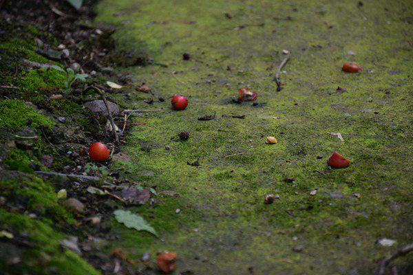 創(chuàng)新土壤污染管控模式，廣州為企業(yè)綠色發(fā)展“保駕護(hù)航” 