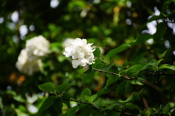 重慶市生態(tài)環(huán)境監(jiān)測(cè)中心打造“美麗水源E衛(wèi)士”系統(tǒng)：守護(hù)超大城市飲水安全防線(xiàn)