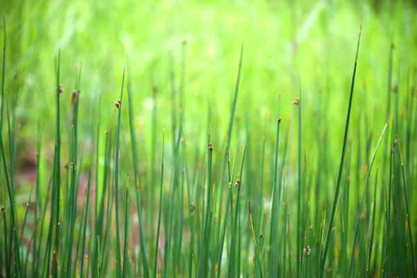 六安市四舉措推深做實(shí)“農(nóng)業(yè)綠”